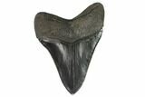 Serrated, Fossil Megalodon Tooth - Beautiful Tooth #129441-2